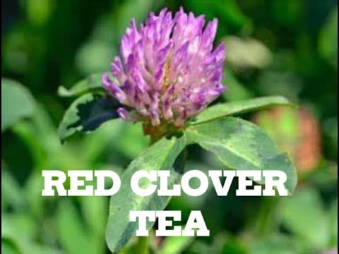 How To Make Red Clover Tea