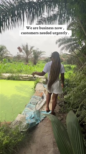 Catfish Farming in Nigeria: Growing Your Fish Business