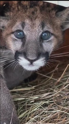 A second chance for a panther after abandonment