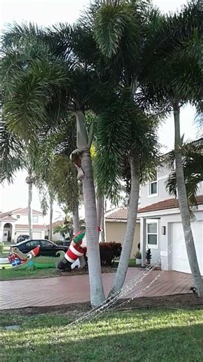 PS17 Foxtail Palm Tree in the Dougherty Garden on December 20, 25 #foxtail #palmtrees #gardening