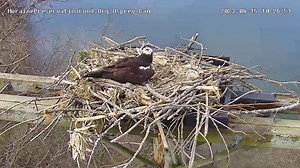 The Ffrst osprey egg was laid this morning at 9:51 AM at the Moraine Preservation Fund Osprey Camera - The camera is brought to you by MorainePreservationFund.Org. It provides a Live Stream of the osprey nest at Moraine State Park in Butler County, PA . See the cam live here https://pixcams.com/moraine-osprey-cam/ | PixCams