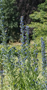 (Echium vulgare) Upright spikes of pink and bright blue funnel-shaped flowers of Viper's-bugloss or Blueweed on spotted stems swaying in the wind