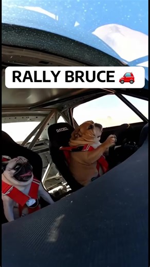 The passenger dog signed up for a ride… not the Dakar Rally. 😅🚗#BulldogBruce #FunnyDog #DogsOfTikTok #rally #bulldogsoftiktok