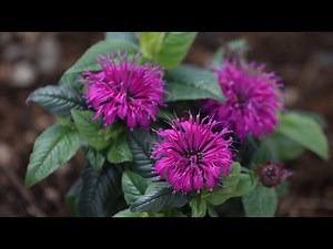 Planting Bee Balm & Staking a Leaning Hydrangea Tree! 💗🐝🌿// Garden Answer