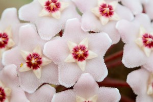 The ultimate Hoya care guide — HOMESTEAD BROOKLYN