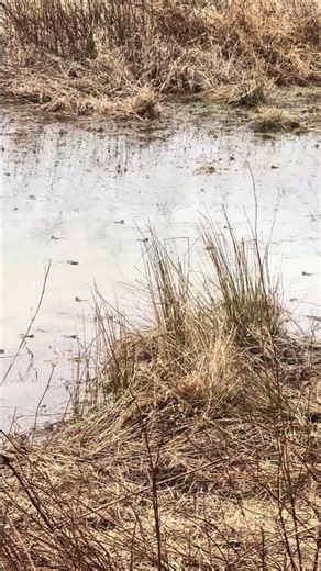 Frogs gather for spring mating