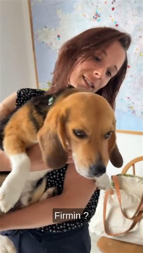 Il a vécu une première adoption ratée: cette fois dans les bras de Marie la cuisinière, le BoBoy Firmin a de quoi se lécher les babines d'avance. Ce beagle de laboratoire n'aura séjourné qu'une semaine dans la première famille qui l'avait choisi. Il était devenu menaçant à l'égard de la fille de ses adoptants, nous a-t-on dit. Oui, lui, Firmin, le BoBoy qui s'aplatissait devant Virginie quand elle s'approchait de lui et qu'elle devait inciter à marcher la tête haute. Puisque nous avions observé 