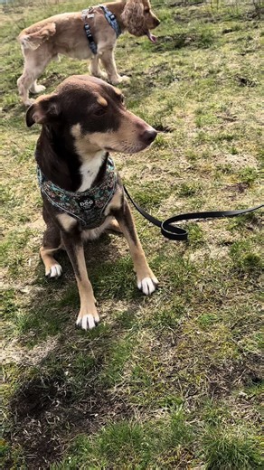 The Dog Shack on TikTok