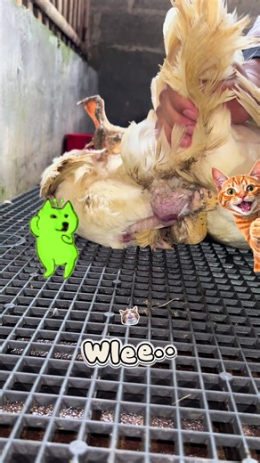 All About Ducks: Fun Facts and Information