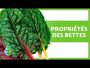 BIENFAITS de la BETTE À CARDE 🌱 (Propriétés, utilisations et contre-indications)
