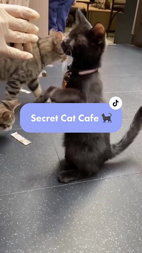Discover London's Secret Cat Cafe | Java Whiskers