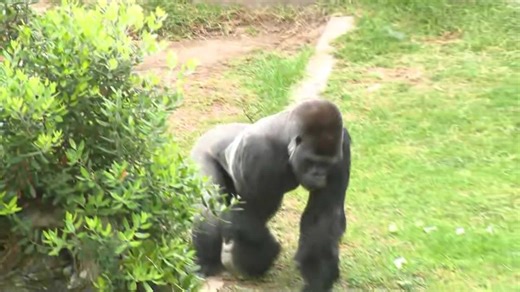 Watch: New silverback gorilla debuts at San Francisco Zoo