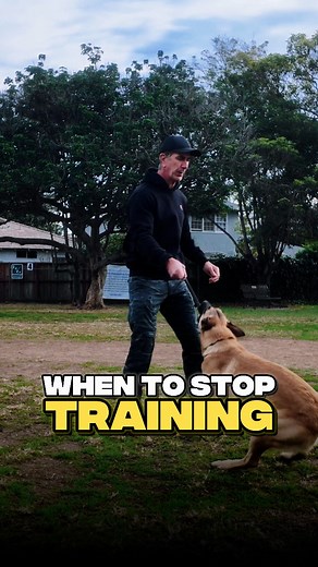 Stop Training Before it’s too Late. This is one of the best pieces of advice I’ve gotten in my entire training career. And it’s something I try to pass on to others. You will benefit less from too much training than two little training. Training a dog until they’re frustrated or tired of learning leads to bad results, and it can damage the training relationship between you and your dog. Dogs are simple creatures… Kind of like men, keep it simple, keep it fun and always end on a good note! This t