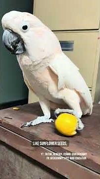 Pellets vs all seed diet for parrots in captivity. What do you feed your pet bird? #parrotfeeding