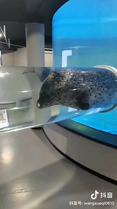 This little #seal at Tangshan Aquarium got stuck in the viewing tunnel… 🦭😅 Maybe it’s time for a diet plan? #cuteseal #oceanparkmoments | Shanghai Daily 上海日报