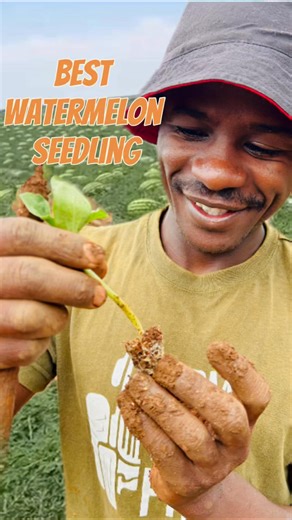 34K views · 563 reactions | Choose the best watermelon seedlings for your farm | Farm With Fred | Facebook