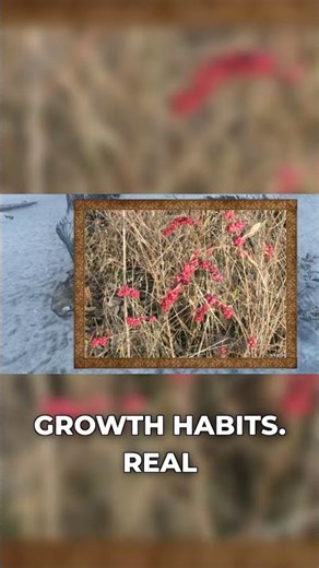 Skyrim Devs Hid Real Biology in This Ingredient #skyrim #worldbuilding #shorts