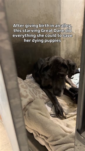 When 2-year-old Great Dane Dream was found in an alley in South LA, her body was skin and bones. She was surrounded by her 10 newborn puppies. Two of them were already dead. She was rushed to the South LA shelter by Animal Control officers, where a third struggling puppy passed away. This family would never survive the shelter system. They needed a way out, and fast. Most shelters don’t have the resources to care for these kinds of families. Dream weighed just 63 lbs, less than half of what she 