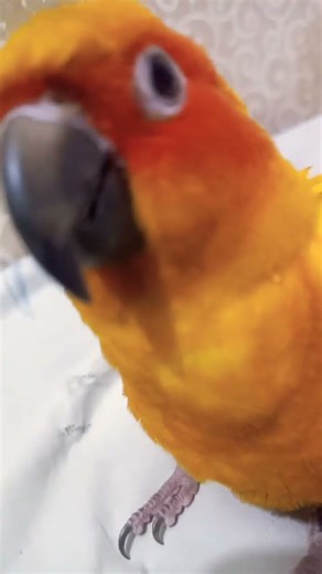 #parrot My Sun Conure thinks he’s the boss of the house🦜🤭