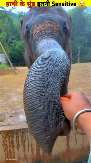 🦣 The magic of an elephant's trunk! From peanuts to trees – all in that one trunk! #shorts #eleph...