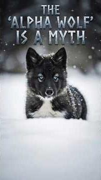 The Dark Secret of the Wolf Pack