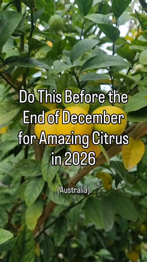 Beth 👧 and Gus 🐕 Small Space Fruit Growers on Instagram: "BEAUTIFUL CITRUS ISN’T MADE IN AUTUMN The key is preparation in early summer. With just a few days left of December (and 2025 for that matter), it’s not too late to perform a few simple tasks to set your citrus trees up for big success in 2026. There is still some feeding to do heading into autumn, but removing disease and boosting your trees’ overall health with kelp fertiliser will get the flowers and baby fruit off to the best start.
