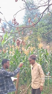 147K views · 8.5K reactions | Ammagaa fooqii gadi ajajuun | Abire Waktola | Facebook