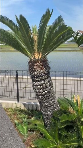 #蘇鉄の剪定 #新芽