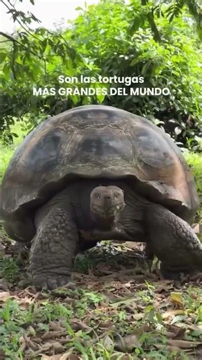It’s hard to believe an animal like this actually exists 🐢