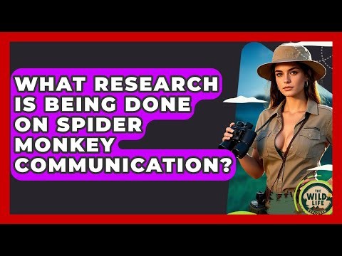 What Research Is Being Done On Spider Monkey Communication? - The Wild Life Explorer