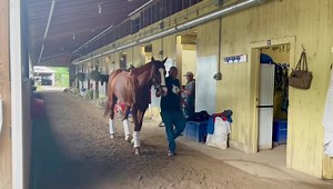 5.7K views · 308 reactions | Rise and shine! ☀️ We have two #WinAndYoureIN races today: Princess Rooney at Gulfstream Park The Suburban at NYRA’s Belmont Park #WAYI Suburban contender Mystic Guide has his strut down! 朗 Will he secure a spot to #BC21 today? Tune in today on NBC and TVG! | Breeders' Cup World Championships | Facebook