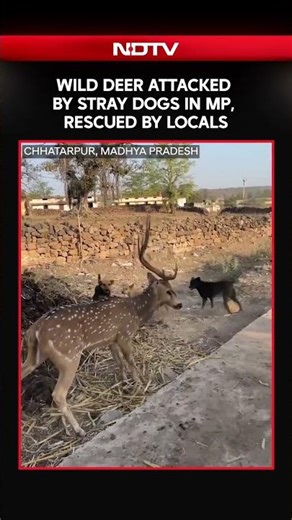 Wild Deer Attacked By Stray Dogs In MP, Rescued By Local, Video Goes Viral