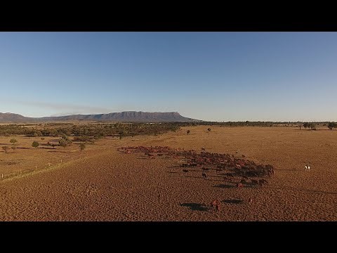 Yaralla Droughtmasters, Blackwater, Qld, Australia