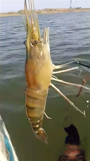Tiger jhinga#funny #viral #facts