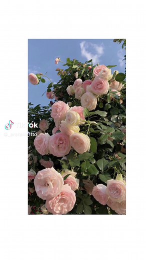 Floral Wallpapers for You: Beautiful Flower Images