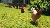 Slow motion eye level view of free range pet Chickens running across...
