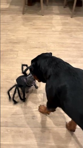 Funny Puppy Dressed Like a Spider Chases Big Dog!