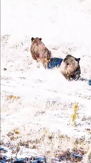 Monster Wild Boar Charges – Insane Hunting Moment. #wildernessseason