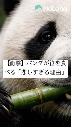 【衝撃】パンダが笹を食べる「悲しすぎる理由」