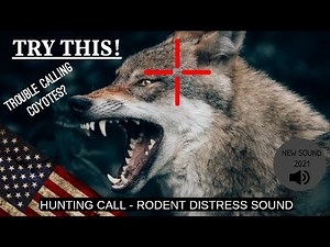 NEW COYOTE PREDATOR CALL! Latest Sound Hunting Shooting Free 1 Hour USA - Rat Rodent Distress