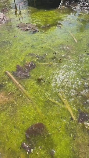 2.2K views · 18 reactions | It’s about that time to start getting your pond ready for the season! The Pond Shark Net is the perfect tool to help you with this  #pond #maintenance #clean #net #spring #getready Team Aquascape | Aquascape Pond Shop | Facebook