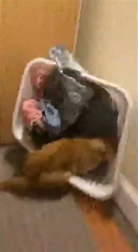 Cat trapped inside a washing machine!?😳🐱 #cat #accident #animalrescue