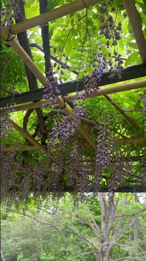 清水公園（千葉県野田市）で藤の花を見に行ってきました。 #藤 #藤棚 #花 #清水公園 #千葉県 #野田市 #flowers #wisteria