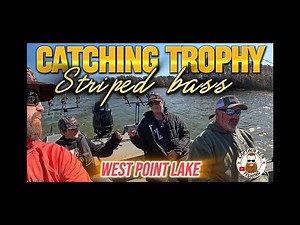 CATCHING Striped Bass on West Point Lake #Fishing for TROPHYS with #live bait gizzard shad