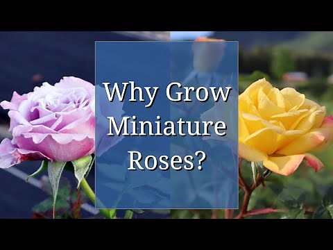Why Grow Miniature Roses?