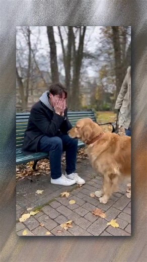521K views · 21K reactions | Some dog understand you without telling! #man #sad #crying #goldenretriever #dog #comfort #fblifestyle | Puppi LovEr | Facebook