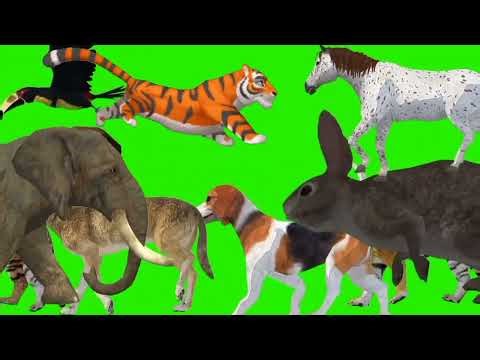 Green screen animals stampede compilation video! 3D zoo animal cartoon animations! #cartoon #animals