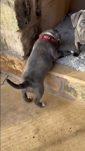 Bruno Finally Conquers The Step 😍🐶 | Cute Staffy Puppy Moment