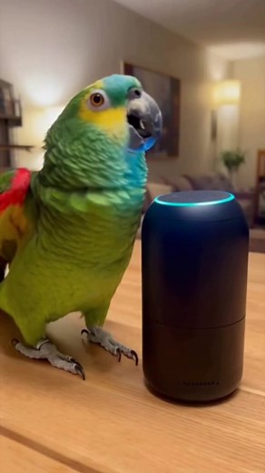 689K views · 14K reactions | Paco se enamoró de Alexa 列 Entre drama, halagos y música romántica, este loro intenta conquistar hasta a una inteligencia artificial. #PacoElLoro #LoroShow #HumorAnimal #Alexa #LoroEnamorado #Comedia #RisasGarantizadas #ContenidoDivertido | Loro Show | Facebook
