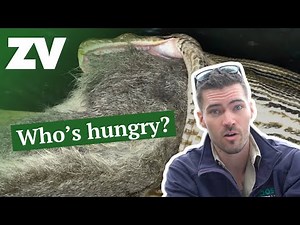 Keeper reacts to giant python having a BIG meal